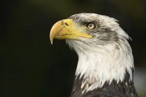 Canadian Fauna Drucke: Bald Eagle