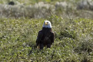 Bald Eagle Photography Drucke: Bald Eagle