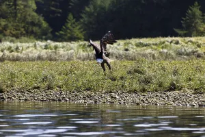 USA Wildlife Images Drucke: Bald Eagle