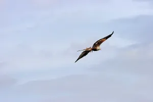Raptor Images Drucke: Bald eagle in flight