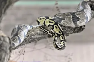 Ball Python Drucke: Ball Python or Royal Python (Python regius)