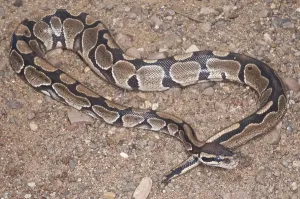 Constrictor Snake Species Drucke: Ball (Royal) python (Python regius)