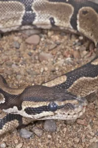 Python Regius Drucke: Ball (Royal) python (Python regius)