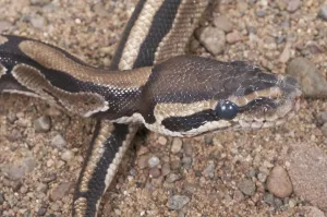 Constrictor Snake Drucke: Ball (Royal) python (Python regius)