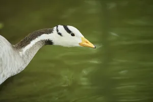 Wild Animal Head Shot Germany Drucke: Bar-headed goose (Anser indicus)