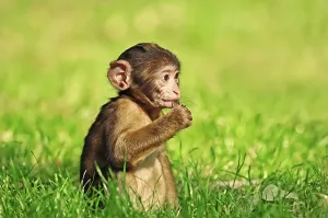 Morocco Nature Photography Drucke: Barbary Macaque (Macaca sylvanus)