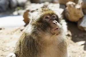 Cercopithecidae Family Photos Drucke: Barbary macaque (Macaca sylvanus)