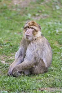 Captive Monkey Drucke: Barbary macaque (Macaca sylvanus)