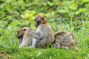 Captive Monkey Photo Drucke: Barbary macaque (Macaca sylvanus)