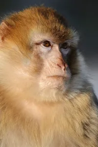 Old World Monkey Photo Drucke: Barbary macaque (Macaca sylvanus)