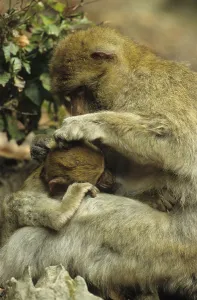 Primate Conservation Efforts Drucke: Barbary macaque (Macaca sylvanus)