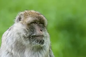 Endangered Animal Photography Drucke: Barbary macaque (Macaca sylvanus)