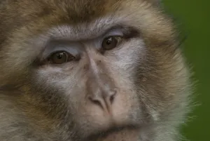 Mammalian Portraits Drucke: Barbary macaque (Macaca sylvanus)
