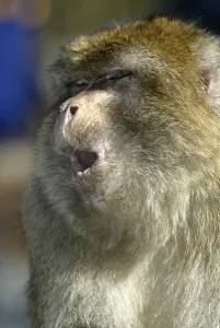 Deserted Animal Habitats Drucke: Barbary macaque (macaca sylvanus)