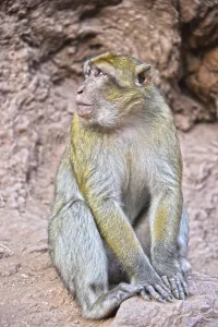 North African Mountain Scenery Drucke: Barbary macaque (Macaca sylvanus)