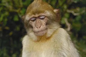 Old World Monkey Photo Drucke: Barbary macaque (Macaca sylvanus)