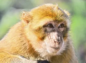 Morocco Wildlife Drucke: Barbary macaque (Macaca sylvanus)