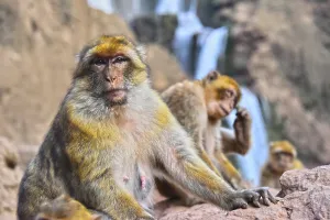African Primate Conservation Drucke: Barbary macaque (Macaca sylvanus)