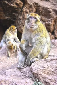 Catarrhine Primate Photos Drucke: Barbary macaque (Macaca sylvanus)