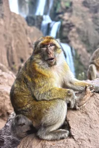 Endangered Monkey Species Drucke: Barbary macaque (Macaca sylvanus)
