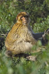 Old World Primate Drucke: Barbary macaque (Macaca sylvanus)