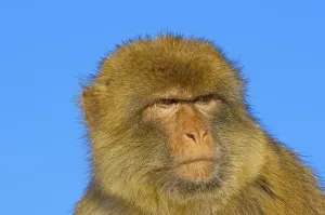 Old World Monkey Images Drucke: Barbary macaque (Macaca sylvanus)