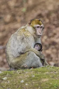 Barbarenaffe (Macaca sylvanus)