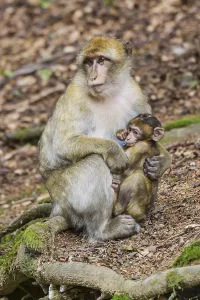 Captive Animal Images Drucke: Barbary Macaque (Macaca sylvanus)