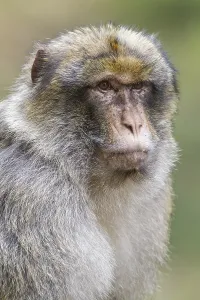 Old World Monkey Images Drucke: Barbary Macaque (Macaca sylvanus)