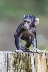 Captive Monkey Photos Drucke: Barbary Macaque (Macaca sylvanus)