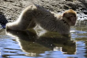 Captive Monkey Drucke: Barbary macaque (Macaca sylvanus), captive