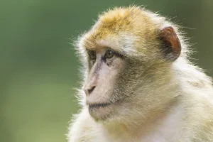 Old World Monkey Portrait Drucke: Barbary Macaque (Macaca sylvanus), captive