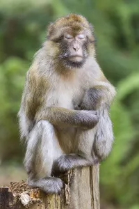 Captive Monkey Drucke: Barbary Macaque (Macaca sylvanus), captive