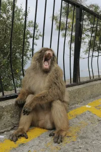 Barbary-Afrikanischer Affe (Macaca sylvanus) am Geländer.