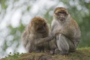 Uninhabited North Rhine Westphalia Drucke: Barbary macaques (Macaca sylvanus)