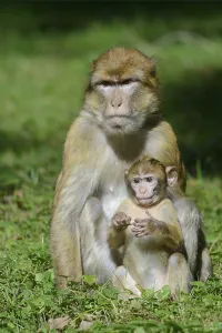 Central Europe Animal Parks Drucke: Barbary Macaques (Macaca sylvanus)