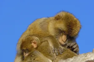Animal Grooming Habits Drucke: Barbary macaques (Macaca sylvanus)