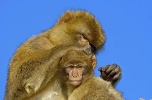 Primate Photography Drucke: Barbary macaques (Macaca sylvanus)