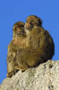 Old World Primates Drucke: Barbary macaques (Macaca sylvanus)