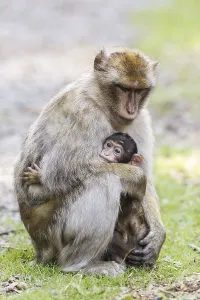 Macaca Sylvanus Drucke: Barbary Macaques (Macaca sylvanus)