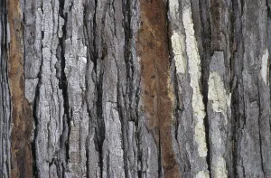 Abandoned Terrain Drucke: Bark path
