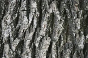 Weathered Tree Trunk Drucke: Bark of a tree