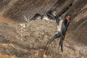 Gerahmter Druck : Schwalbenwürger (Hirundo rustica) Gerahmter Druck : Schwalbenwürger (Hirundo rustica)