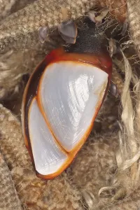 Animal Foraging Habits Drucke: Barnacle, Barnacles, Other animals
