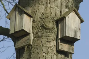 Tree Trunk Drucke: Bat boxes, two fixed to oak tree