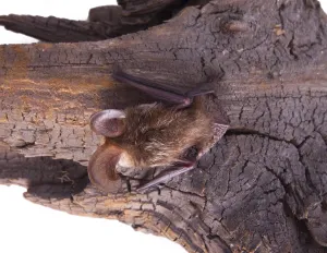 Isolated On White Studio Photography Drucke: Bat close up on a bark background