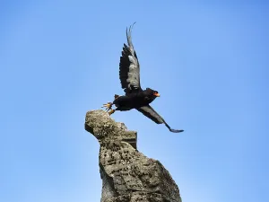 German Zoological Garden Animals Drucke: Bateleur, captive, snake eagle