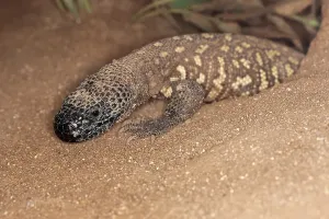Uninhabited American Landscape Drucke: BEADED LIZARD (heloderma horridum)