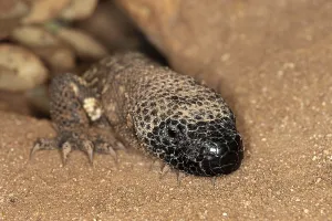 Mexican Wildlife Drucke: BEADED LIZARD (heloderma horridum)