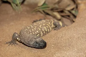 Mexican Wildlife Drucke: BEADED LIZARD (heloderma horridum)